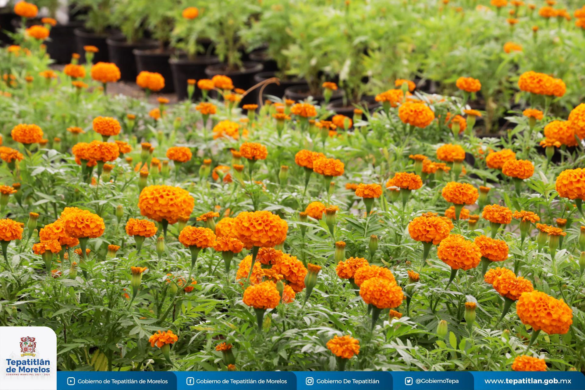 Vivero Municipal cuida con esmero la producción de Cempasúchil